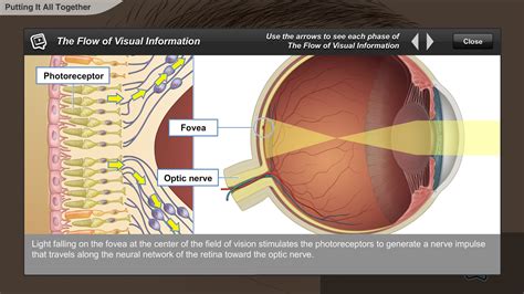 Understanding the Anatomy of the Visual System-A.D.A.M. OnDemand