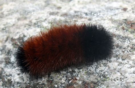 Wooly Bear Caterpillar Frozen