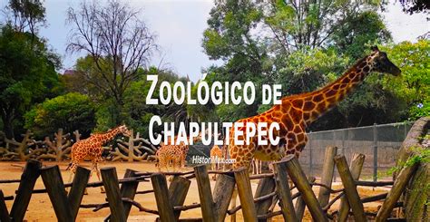 ¿Cómo llegar al Zoológico de Chapultepec? - HistoriMex