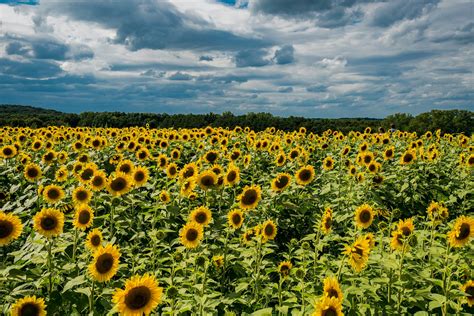 Sunflower Field · Free Stock Photo