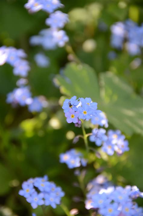 Myosotis | Jacob Damgaard | Flickr