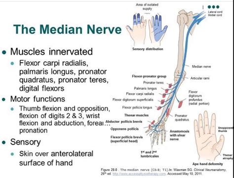 Physical Therapy School, Occupational Therapy, Nerve Anatomy, Median Nerve, Peripheral Nerve ...
