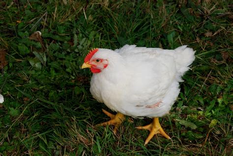 Applegarth Farm: Cornish Cross and a chicken tractor