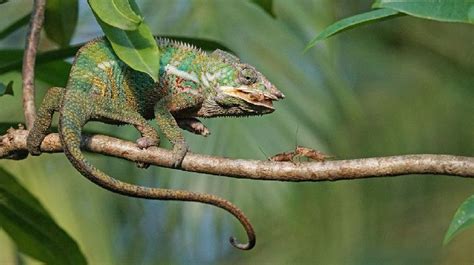 Chameleon Diet Guide - How To Feed Your Chameleon the Right Way