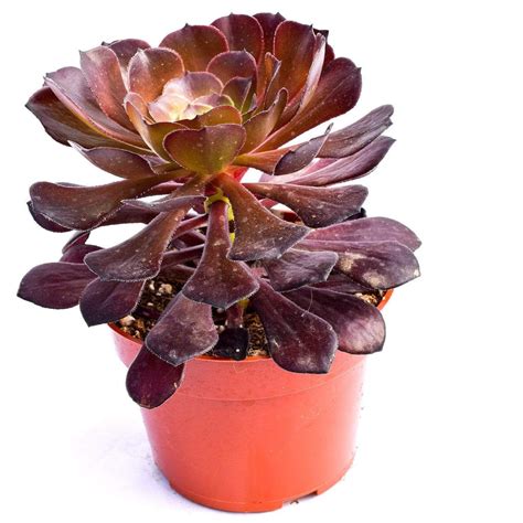 Aeonium Black Rose in 2021 | Aeonium black rose, Aeonium succulents, Colorful succulents