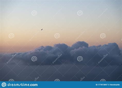 Scenic Image of a Gull Flying Above a Layer of Clouds Haging Over the Sea after Sunset with a ...