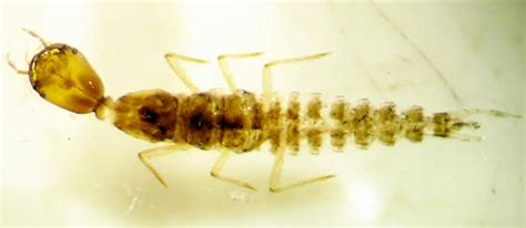 Staphylinidae larvae - BugGuide.Net