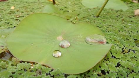 Water Drops on Lotus Leaves Stock Photo - Image of lotus, water: 51706646