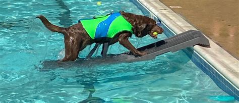 Using the PetStep Pool Ramp for Dogs in Deeper Pools - PetStep Dog Ramps