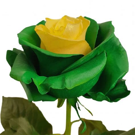 Leprechaun Roses - Fresh Pot of Gold - Flower Explosion