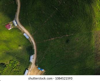 24 Irrigation pipes tea garden Images, Stock Photos & Vectors | Shutterstock