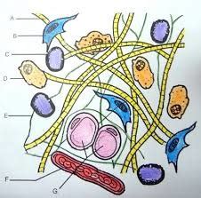 Connective Tissue Matrix Diagram | Quizlet