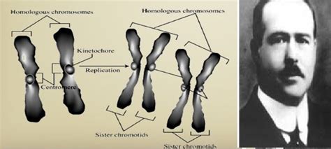 HISTORIA DE LA BIOLOGÍA timeline | Timetoast timelines