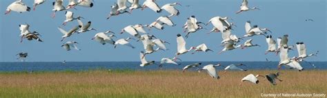 Wildlife and Natural Resources | Restore the Mississippi River Delta