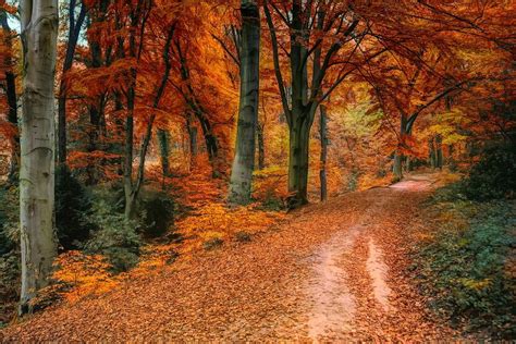 Imagem gratis no Pixabay - Outono, Distância, Folhas, Colorido | Autumn forest, Landscape, Photo