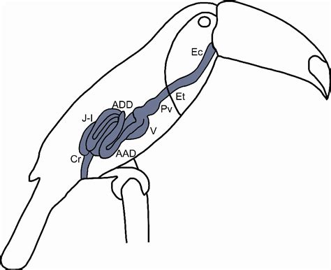 Table 1 from Anatomy of the digestive tube of toco toucan. | Semantic ...