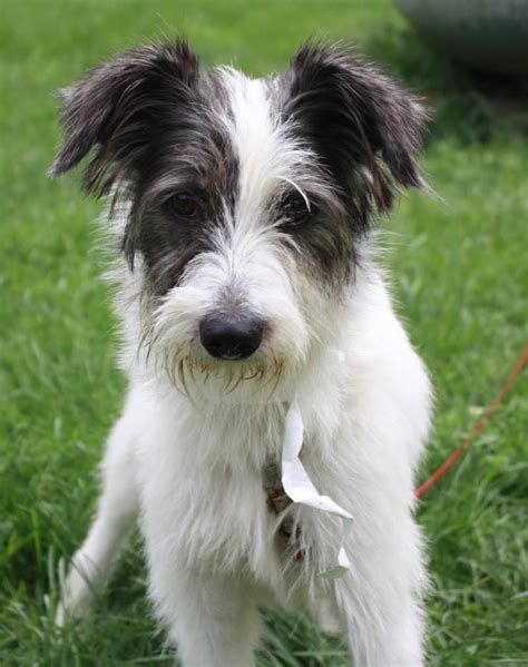 Scout - Wire Fox Terrier mix - 5 months old - Male - Rescue Farm Poland ...