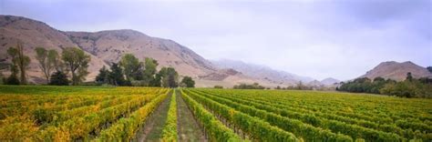 Kumeu - New Zealand wine region | Wine-Searcher