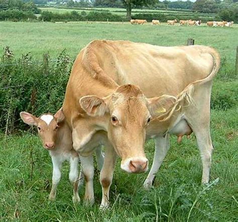 Do Guernsey or Jersey Cows Produce Better Milk? | Delishably