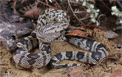 Florida Pine Snake (Pituophis melanoleucus mugitus) - a photo on Flickriver