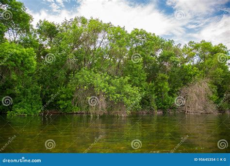 Crooked Bended Trees and Bushes on a River Bank with Blue Sky on the Background Stock Photo ...