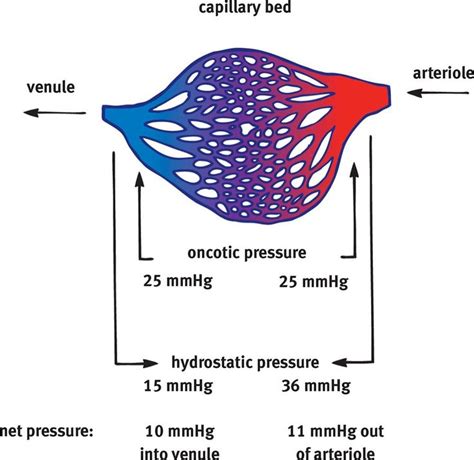 Starling Forces | Oncotic pressure, Osmotic pressure, Medical field