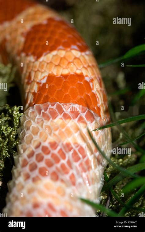 Corn snake shedding skin Stock Photo - Alamy