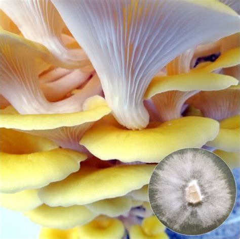 Golden Oyster Mushroom Culture - Mushrush Fungi Specialists