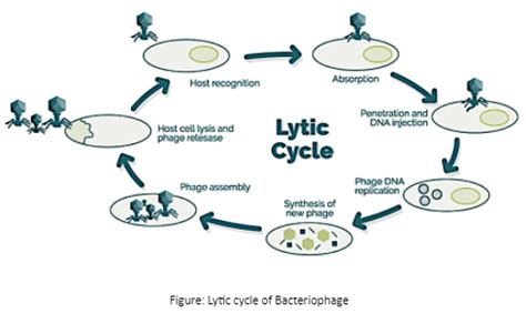 Lytic Cycle Diagram 5 Steps