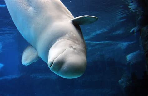 Beluga Whale - Description, Habitat, Image, Diet, and Interesting Facts