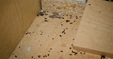 7 Signs Of A Mouse Infestation, Mouse Droppings & More | NJ Pest Control