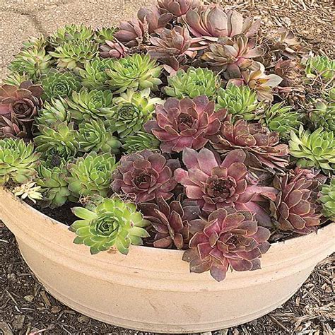 Sempervivum Seed - Hens And Chicks Ground Cover Seeds