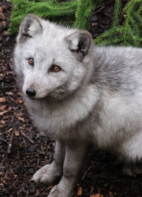 Arctic Fox - Dudley Zoo and Castle