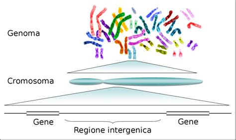 Il concetto di genoma minimo - Microbiologia Italia