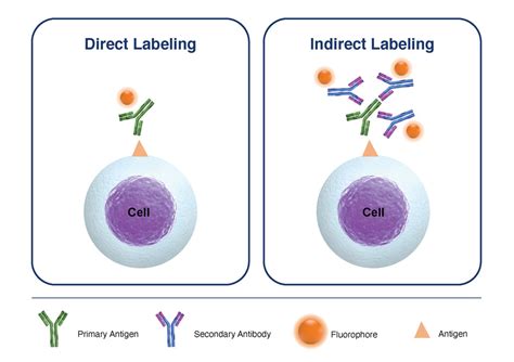 Optimizing Indirect Staining for Flow Cytometry Applications