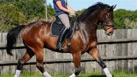 Hanoverian Horse Facts And Information - Breed Profile