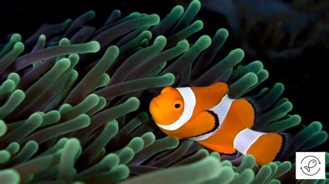 4 Types of Foods that Clownfish Prefer to Eat