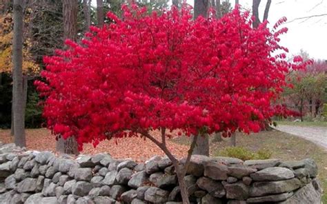 Burning Bush Seeds Euonymus alatus winged spindle BRIGHT RED Fall Color ...