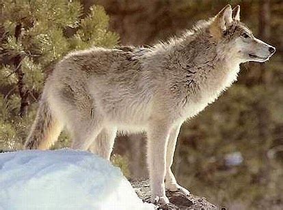 Great Plains Wolf | The Life of Animals