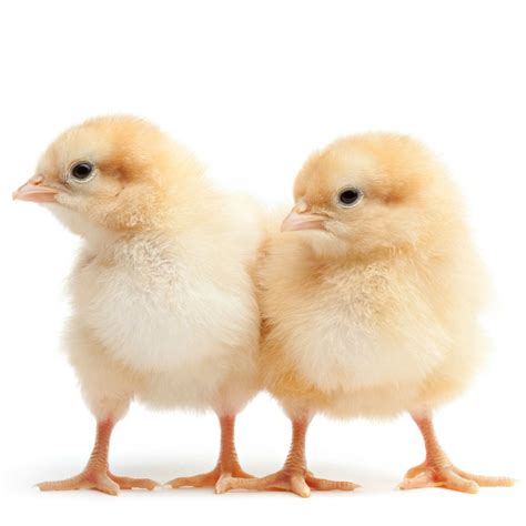 F1 Chicks - Neochicks Poultry Ltd -0707787884