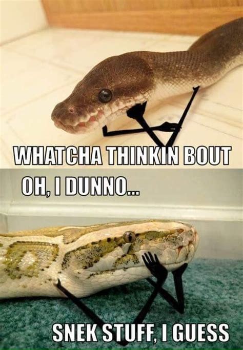 Snek stuff Funny Animal Jokes, Funny Animal Pictures, Cute Funny ...