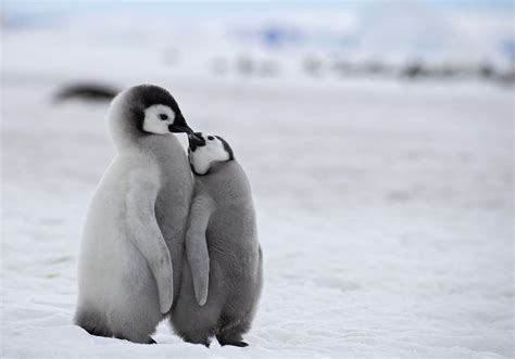 Antarctica | Emperor Penguin Chicks at Snow Hill