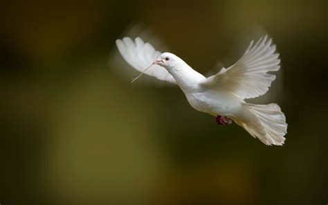 White Dove Bird Flying Photo #7029779