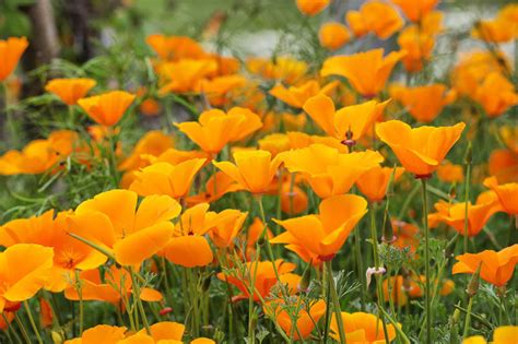 California Poppy (Eschscholzia californica): All You Need To Know