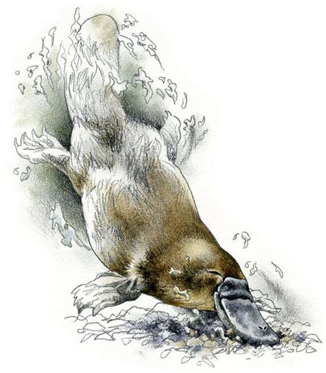 11 best images about Australian Wildlife Art on Pinterest | Pen and ink ...