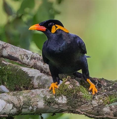 Common Hill Myna – birdfinding.info