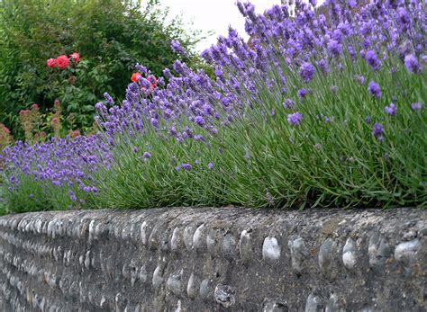 Drought Tolerant Plants With Great Curb Appeal | HouseLogic