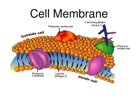 Eukaryotic Cell Membrane