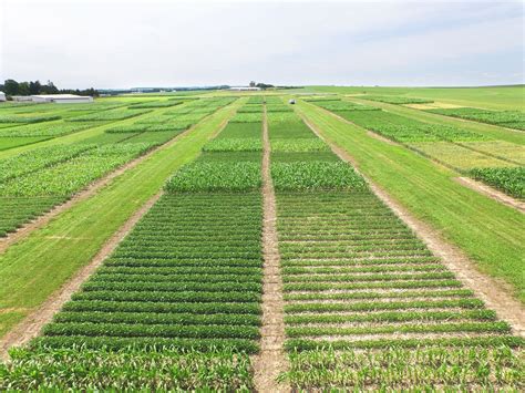 Corn Agronomy: Tillage and Crop Rotation Effects on Corn Yield and Economic Return