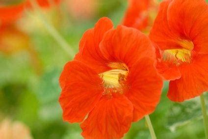 Nasturtium Flowers - Seriously Flowers - Flowers, Gardening and Home